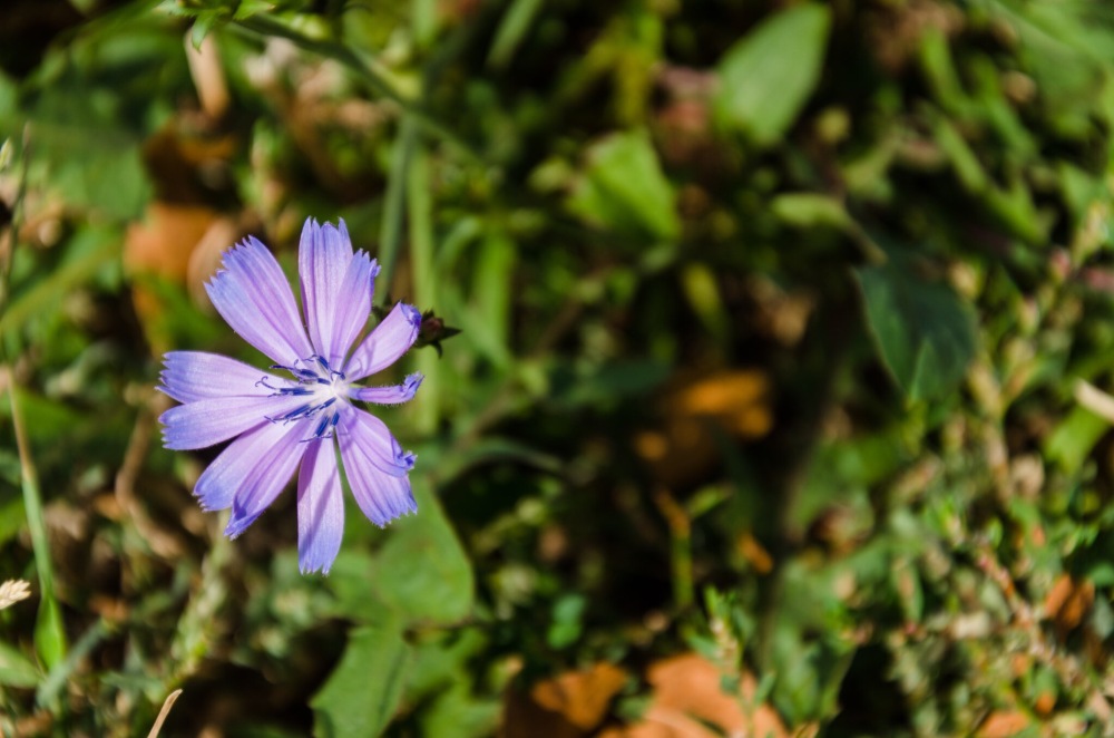 Small Lavendar flower in a field of green