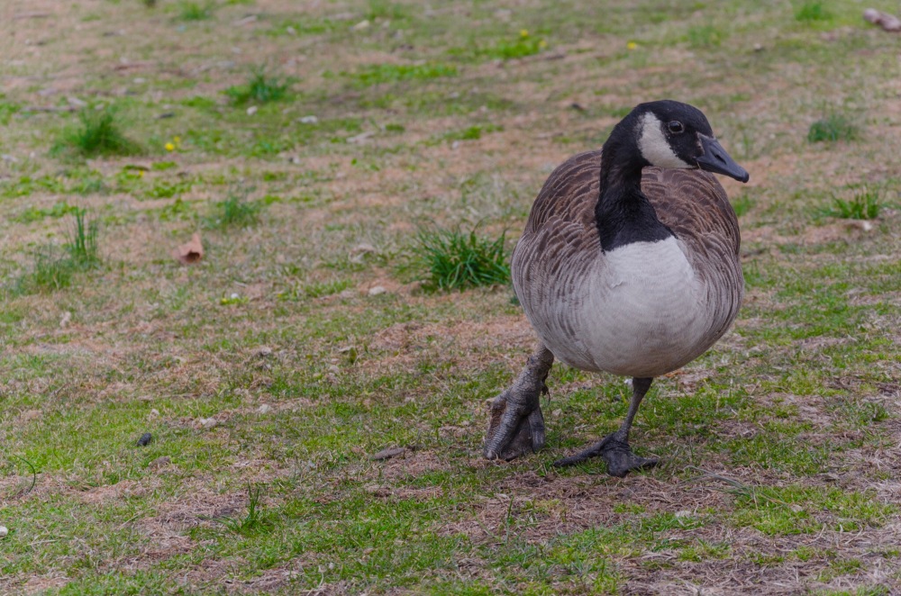 A wounded goose, showing off a missing toe