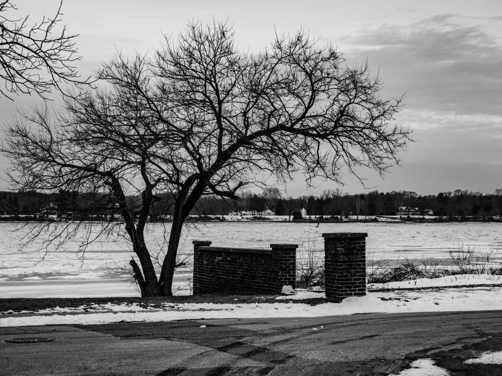 A lonely tree overlooks a frozen Delaware.
