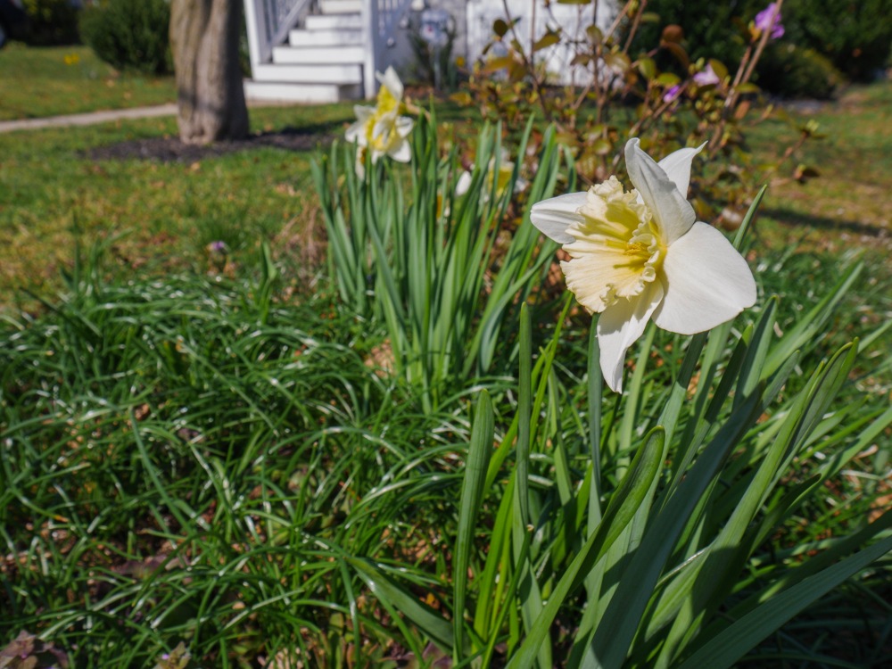 A Daffodil in early Spring.
